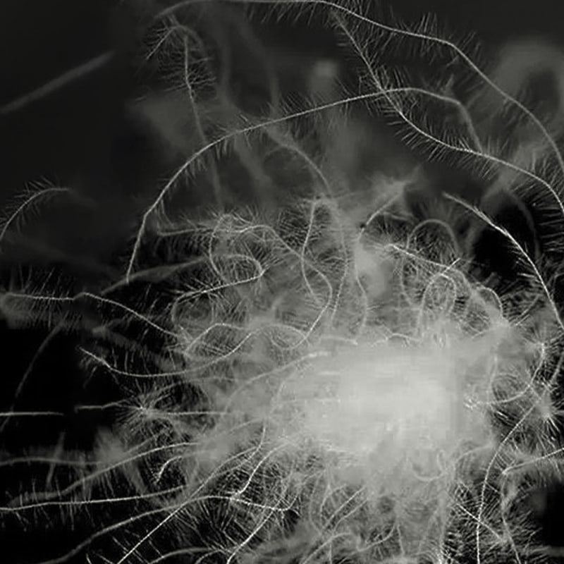 50 % grå andedun 50 % grå andedun